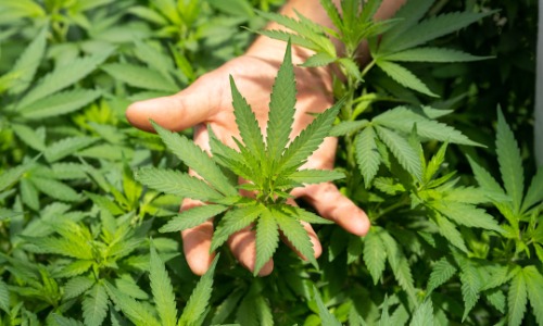 Cannabis